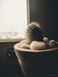 Close-up of succulent plant at home
