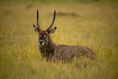 Side view of deer on field