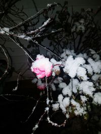 Close-up of pink flowers in water