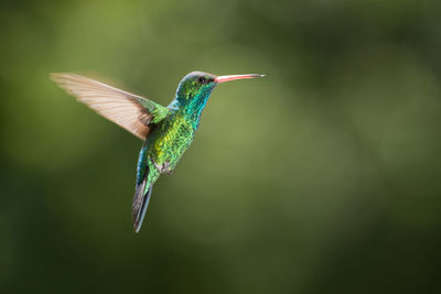 Close-up of bird flying