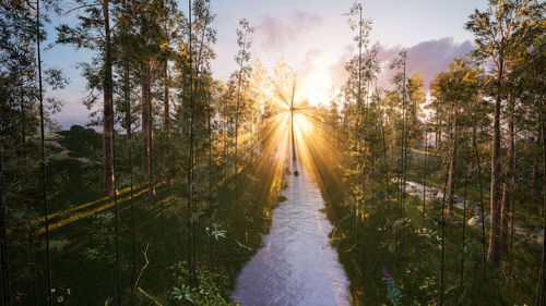 Road amidst trees in forest