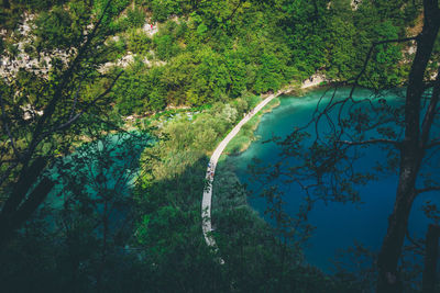 High angle view of trees in forest