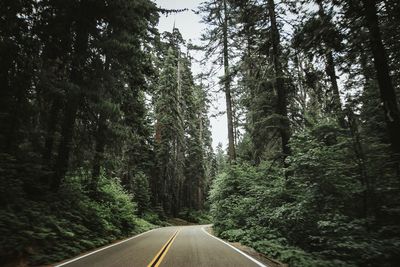 Empty road amidst trees in forest