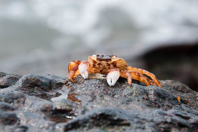 Close-up of lizard on rock