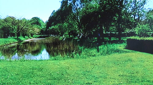 Reflection of trees in lake