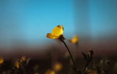 Close-up of yellow flowering plant