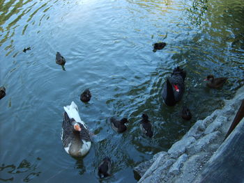 High angle view of ducks swimming on lake