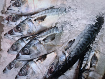 Close-up fresh saba mackerel fish in pile of ice with selective focus