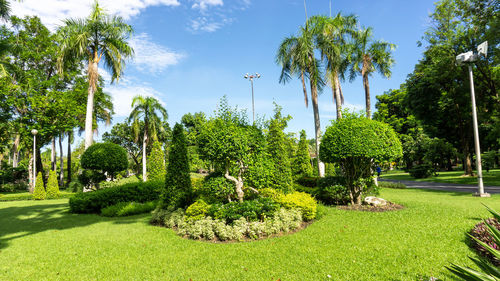View of palm trees in garden