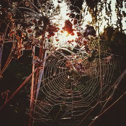 Close-up of spider web on tree