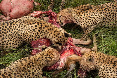 Close-up of five cheetahs eating hartebeest carcase