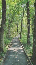 Footpath amidst trees in forest