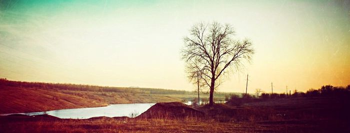 Bare trees on landscape against clear sky during winter