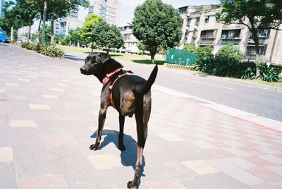 View of dog on footpath