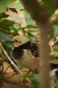 Close-up of bird perching on branch