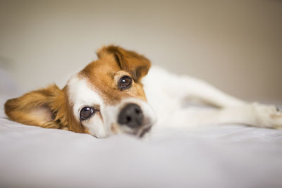 Portrait of dog relaxing on bed at home
