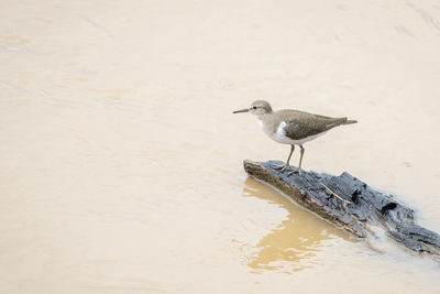 High angle view of bird on lake