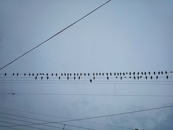 Low angle view of birds perching on cable against sky