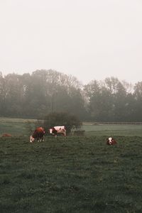 View of horse grazing on field