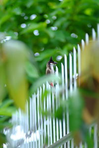 Close-up of bird perching on tree