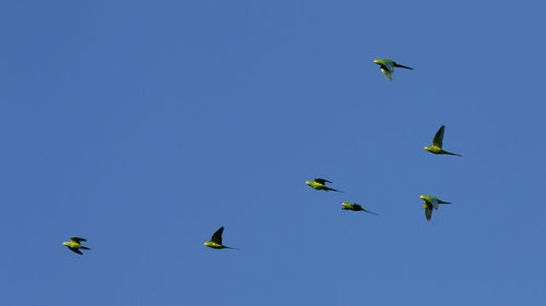 Low angle view of birds flying in the sky