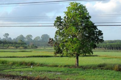 Tree on field against sky