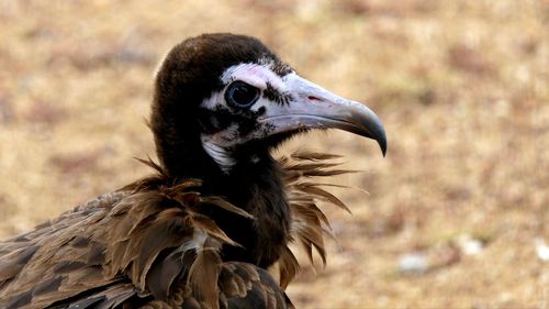 Close-up of a bird looking away