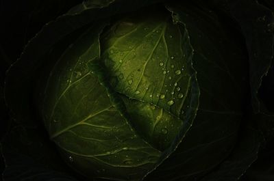Close-up of wet plant against black background
