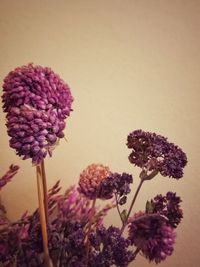 Close-up of pink flowers blooming outdoors