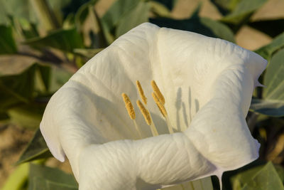 Side view from white desert wildflower called sacred datura wrightii, angel's trumpet or jimson weed