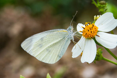 Close-up of butterfly pollinating on flower