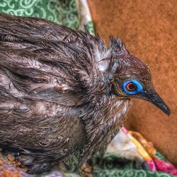 Close-up of a bird