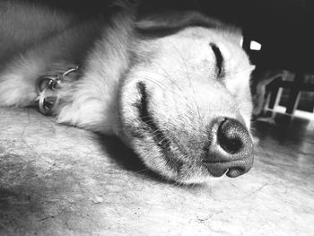 Close-up of dog sleeping