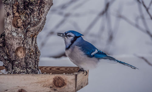 Close-up of bird perching on tree