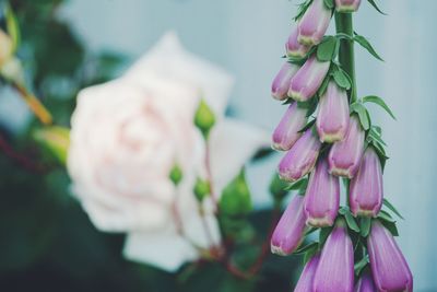 Close-up of rose bouquet
