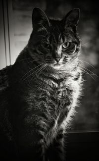 Close-up of tabby cat looking away at home