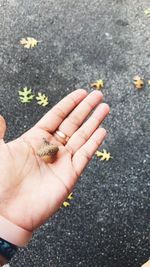 High angle view of hand holding small flower