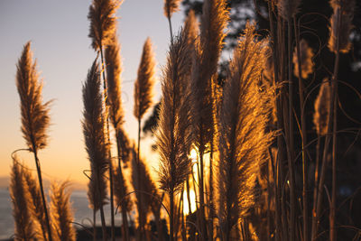 Close-up of stalks in field against sky