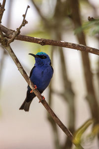 Close-up of bird perching on branch