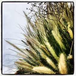 Close-up of tree against clear sky