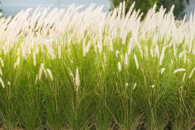 Close-up of stalks in field