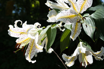 Close-up of white flowering plant