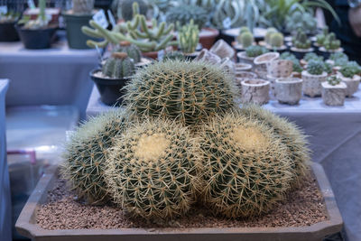 High angle view of cactus flower pot