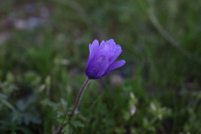 Close-up of purple crocus flower