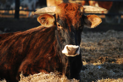 Cow sitting