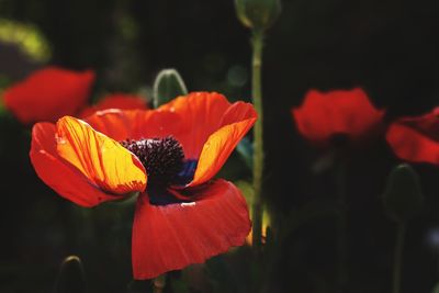 Close-up of red flower