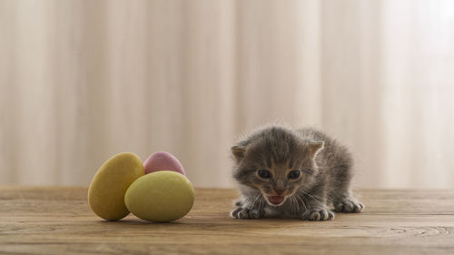 Portrait of a cat on the table