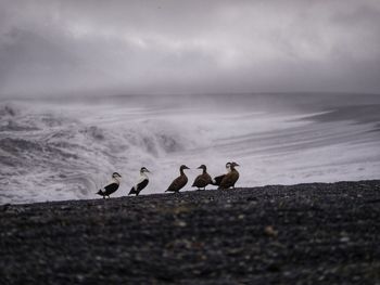 Flock of birds on beach