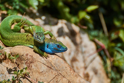 The european green lizard lacerta viridis