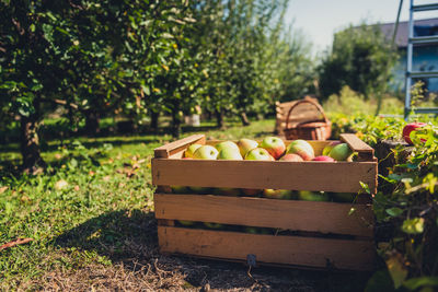 View of apples in field